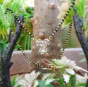 Triquetra Mangalsutra