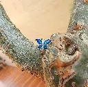 Azure Butterfly Ring